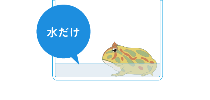 水だけ