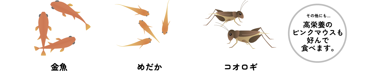 金魚 めだか コオロギ その他にも…高栄養のピンクマウスも好んで食べます。