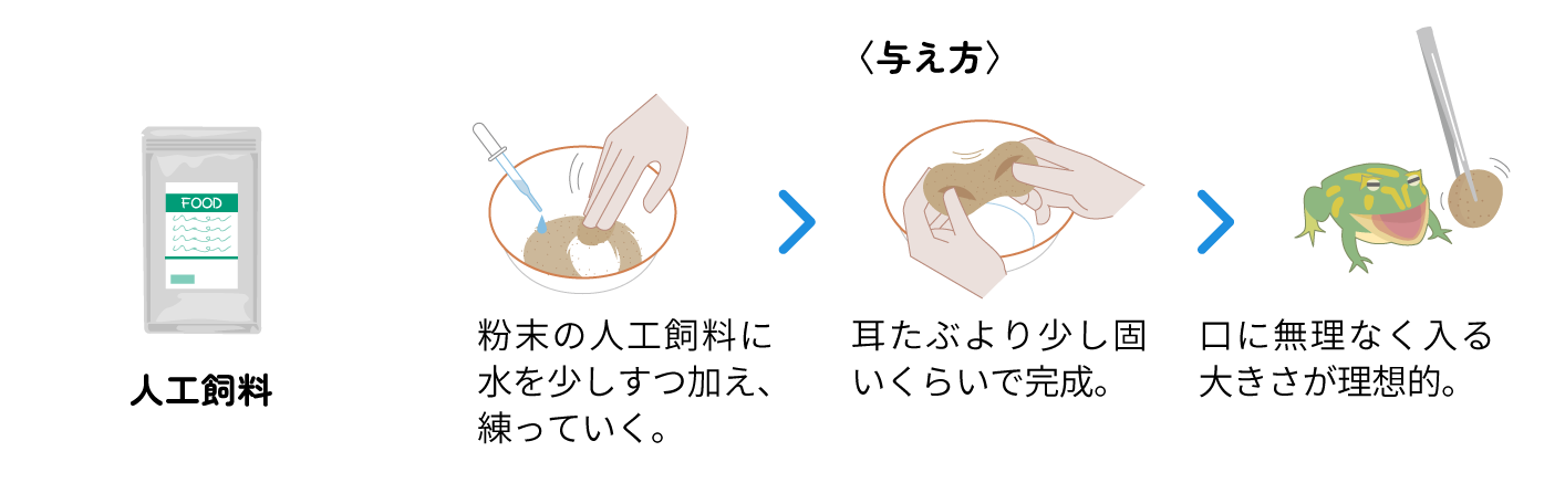 人工飼料 〈与え方〉粉末の人工飼料に水を少しすつ加え、練っていく。 耳たぶより少し固いくらいで完成。 口に無理なく入る大きさが理想的。