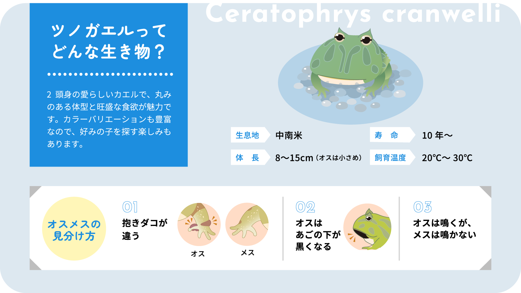 ツノガエルってどんな生き物？ 2頭身の愛らしいカエルで、丸みのある体型と旺盛な食欲が魅力です。カラーバリエーションも豊富なので、好みの子を探す楽しみもあります。