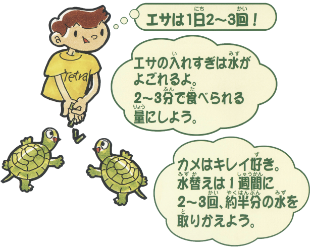 エサは1日2〜3回！ エサの入れすぎは水がよごれるよ。2〜3分で食べられる量にしよう。カメはキレイ好き。水替えは1週間に2〜3回、約半分の水を取りかえよう。