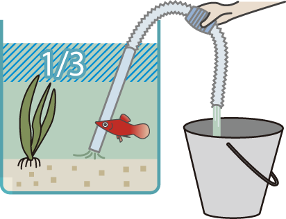 約半分（1/2~1/3）の水を入れ替えるイメージ