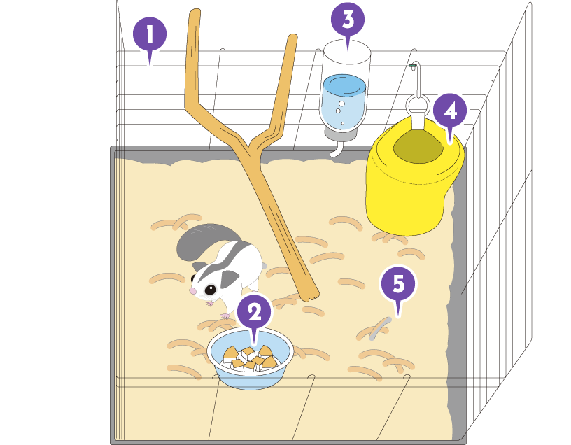 フクロモモンガ準備するものイメージ