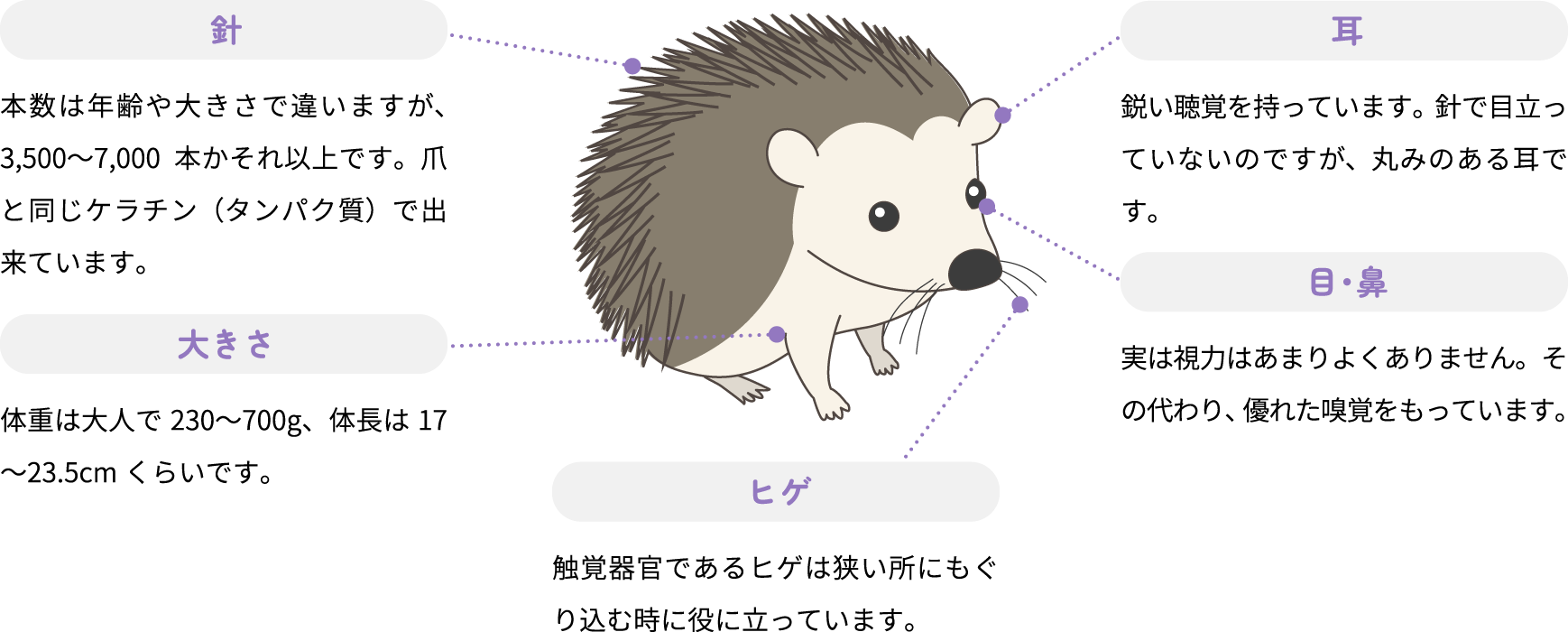 針 本数は年齢や大きさで違いますが、3,500〜7,000本かそれ以上です。爪と同じケラチン（タンパク質）で出来ています。 大きさ 体重は大人で230〜700g、体長は17〜23.5cmくらいです。 ヒゲ 触覚器官であるヒゲは狭い所にもぐり込む時に役に立っています。 目・鼻 実は視力はあまりよくありません。その代わり、優れた嗅覚をもっています。 耳 鋭い聴覚を持っています。針で目立っていないのですが、丸みのある耳です。