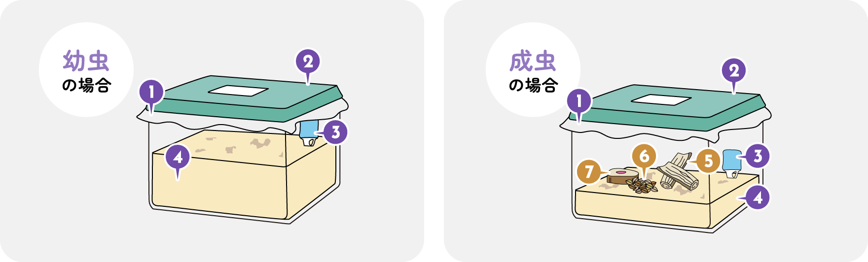 国産カブトムシ（成虫・幼虫）準備するものイメージ