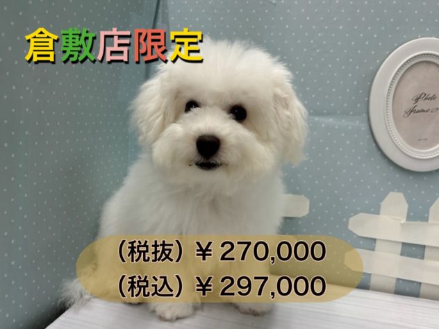 岡山県のビションフリーゼ (アミーゴ倉敷店/2024年2月6日生まれ/男の子/ホワイト)の子犬
