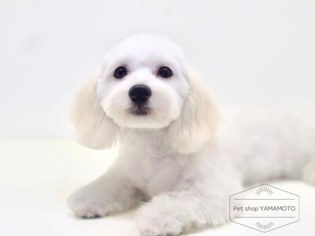 岡山県のハーフ犬・ミックス犬 (アミーゴ大安寺店/2024年2月3日生まれ/女の子/ホワイト)の子犬