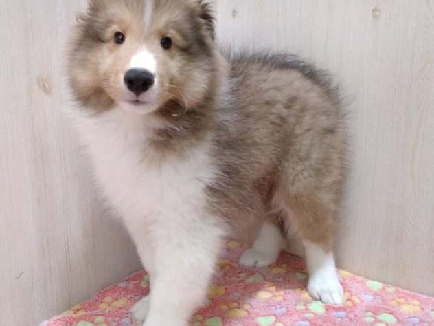 山形県のシェットランドシープドッグ (アミーゴ米沢店/2024年4月2日生まれ/男の子/セーブルホワイト)の子犬