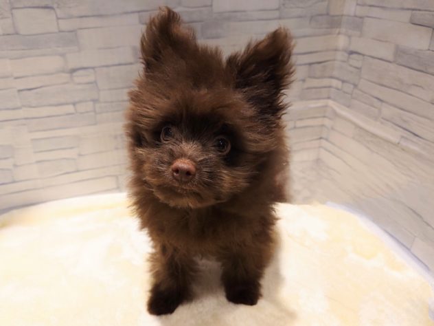 新潟県のハーフ犬・ミックス犬 (アミーゴ新発田店/2024年3月18日生まれ/女の子/チョコレート)の子犬