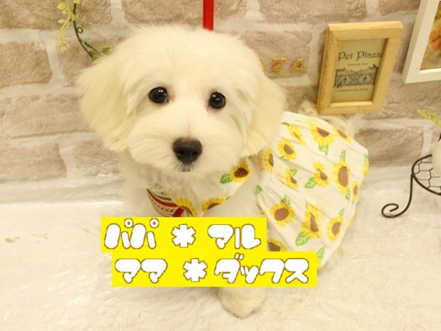 兵庫県のハーフ犬・ミックス犬 (アミーゴ加古川店/2024年3月19日生まれ/女の子/クリーム)の子犬