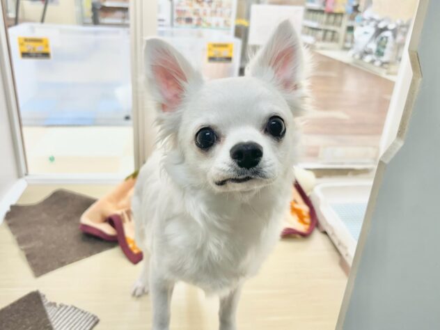 徳島県のチワワ(ロング) (アミーゴ徳島店/2024年1月12日生まれ/男の子/クリーム)の子犬