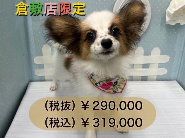 岡山県のパピヨン (アミーゴ倉敷店/2024年3月4日生まれ/女の子/ホワイトセーブル)の子犬