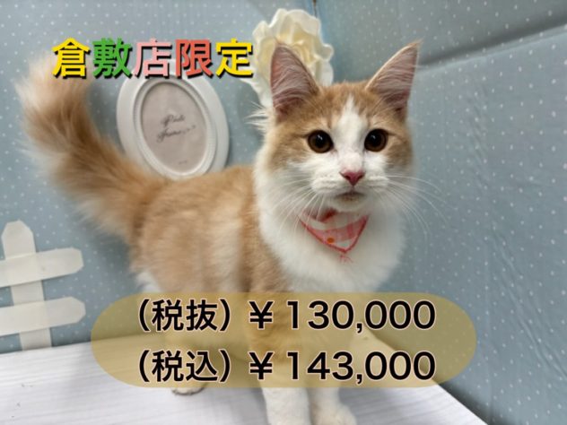 岡山県のノルウェージャンフォレストキャット (アミーゴ倉敷店/2024年2月26日生まれ/女の子/クリームクラシックタビーホワイト)の子猫