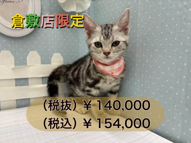 岡山県のアメリカンショートヘアー (アミーゴ倉敷店/2024年3月5日生まれ/女の子/シルバータビー)の子猫