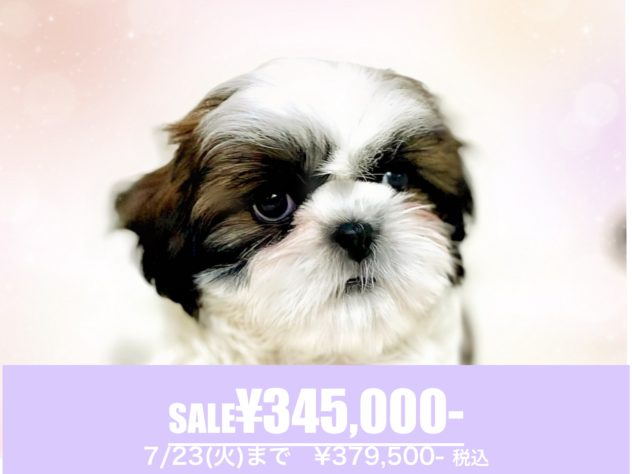 岡山県のシーズー (アミーゴ中庄店/2024年2月8日生まれ/女の子/ホワイトゴールド)の子犬