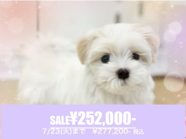 岡山県のハーフ犬・ミックス犬 (アミーゴ中庄店/2024年3月15日生まれ/女の子/ホワイト)の子犬