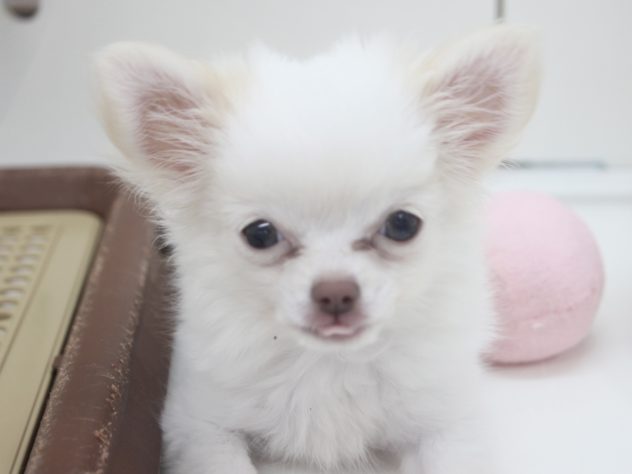 愛媛県のチワワ(ロング) (アミーゴ新居浜店/2024年3月25日生まれ/女の子/ホワイトクリーム)の子犬