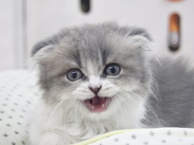 愛媛県のスコティッシュフォールド (アミーゴ新居浜店/2024年5月12日生まれ/男の子/ブルーホワイト)の子猫