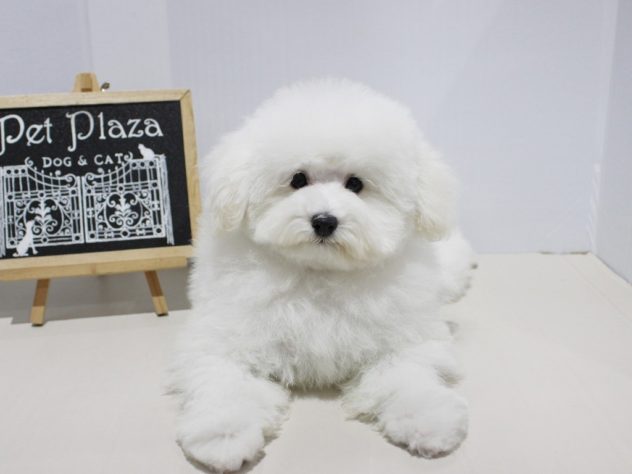 兵庫県のトイプードル(トイ) (アミーゴつかしん店/2024年3月28日生まれ/女の子/ホワイト)の子犬
