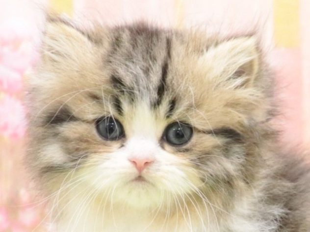 大阪府のスコティッシュフォールド (アミーゴ鳳店/2023年9月6日生まれ/女の子/ブラウンタビーホワイト)の子猫