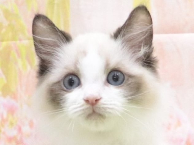 大阪府のラグドール (アミーゴ鳳店/2023年11月19日生まれ/男の子/シールポイントバイカラー)の子猫
