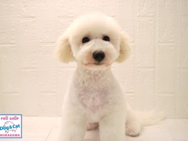 広島県のビションフリーゼ (アミーゴ温品店/2024年1月20日生まれ/男の子/ホワイト)の子犬