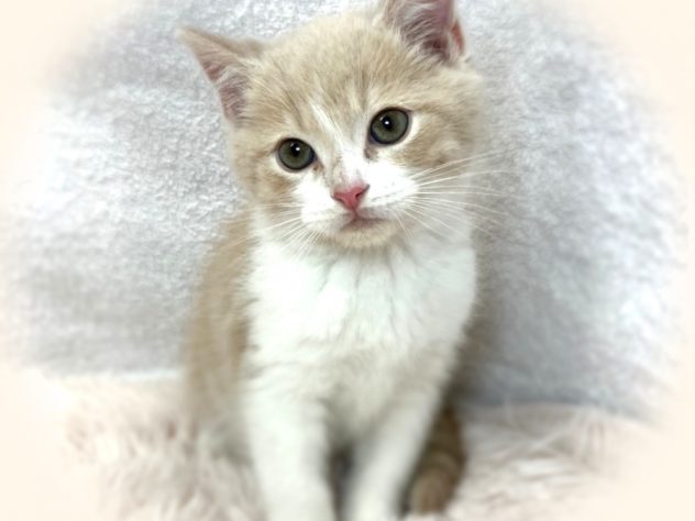 岡山県のスコティッシュフォールド (アミーゴ津山店/2024年1月21日生まれ/男の子/クリームタビーホワイト)の子猫