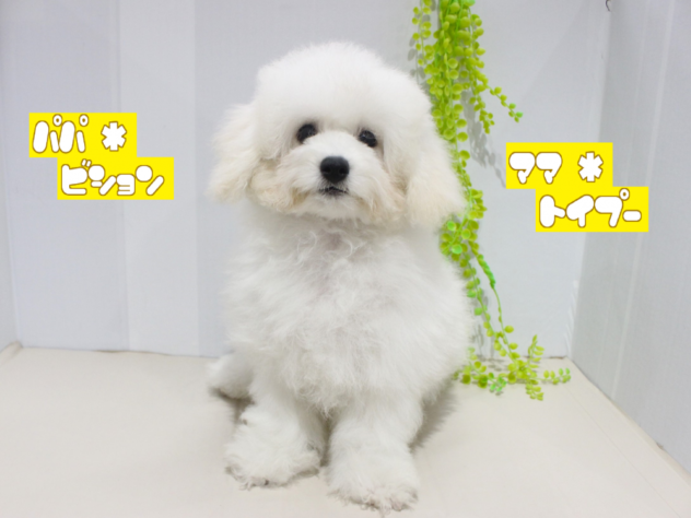 兵庫県のハーフ犬・ミックス犬 (アミーゴつかしん店/2024年1月28日生まれ/女の子/ホワイト)の子犬