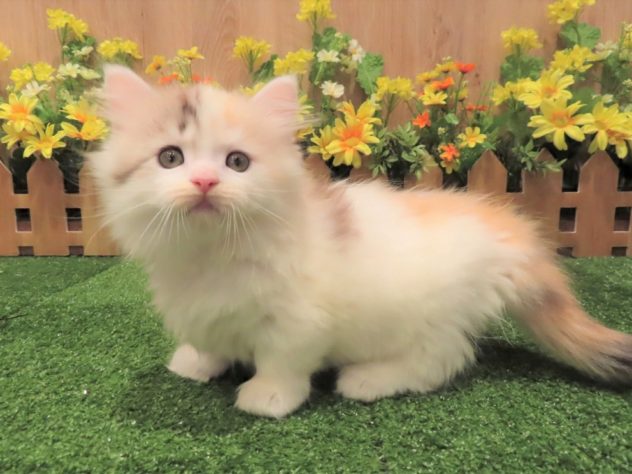 兵庫県のマンチカン (アミーゴ伊丹店/2024年1月31日生まれ/女の子/ブラウンパッチドタビーホワイト)の子猫