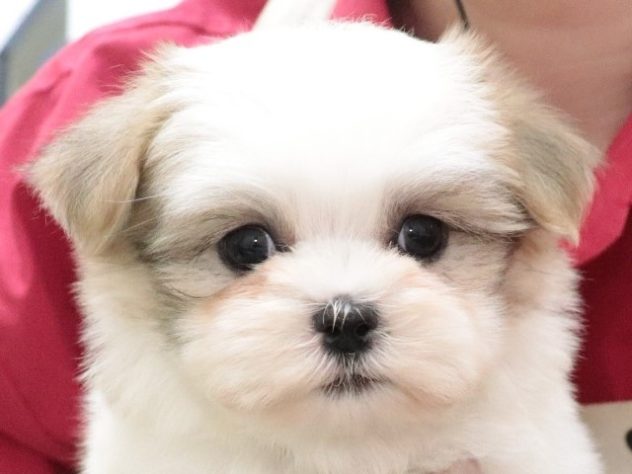 大阪府のハーフ犬・ミックス犬 (アミーゴ鳳店/2024年2月13日生まれ/女の子/ゴールドホワイト)の子犬