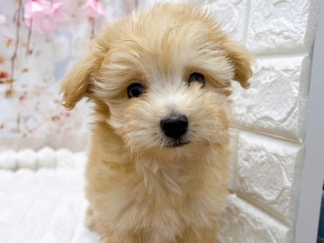 石川県のハーフ犬・ミックス犬 (アミーゴ金沢有松店/2024年2月9日生まれ/男の子/アプリコット)の子犬