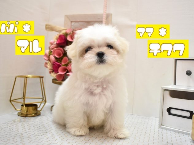 大阪府のハーフ犬・ミックス犬 (アミーゴ豊中服部店/2024年2月24日生まれ/女の子/クリーム)の子犬