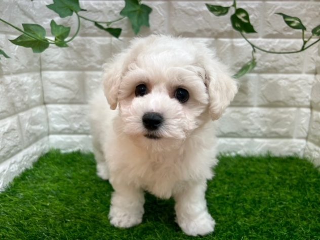 新潟県のハーフ犬・ミックス犬 (アミーゴ紫竹山店/2024年2月9日生まれ/男の子/ホワイト)の子犬