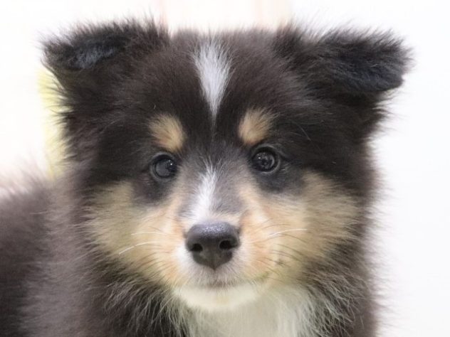 大阪府のシェットランドシープドッグ (アミーゴ鳳店/2024年2月24日生まれ/男の子/ブラックタンホワイト)の子犬