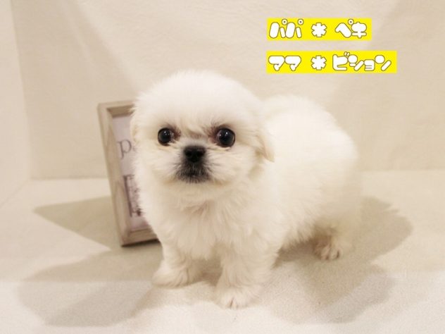 兵庫県のハーフ犬・ミックス犬 (アミーゴ神戸灘店/2024年2月28日生まれ/男の子/ホワイト)の子犬