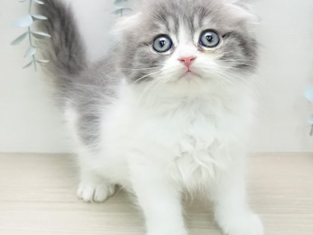 福島県のスコティッシュフォールド (アミーゴ福島西店/2024年2月18日生まれ/男の子/ブルータビーホワイト)の子猫