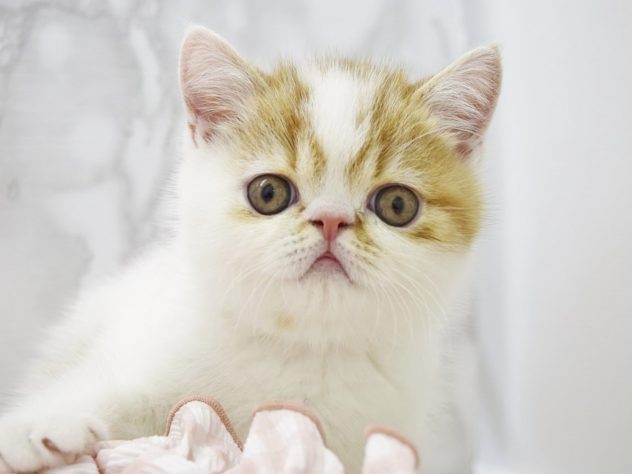 広島県のエキゾチックショートヘアー (アミーゴ宇品店/2024年2月28日生まれ/男の子/レッドタビーホワイト)の子猫