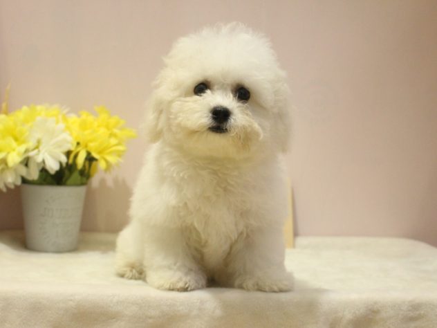 兵庫県のビションフリーゼ (アミーゴ魚住店/2024年3月12日生まれ/男の子/ホワイト)の子犬