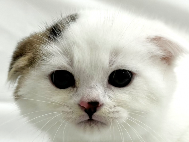三重県のスコティッシュフォールド (アミーゴ四日市日永店/2024年3月10日生まれ/男の子/ブラウンタビーホワイト)の子猫