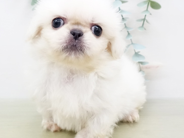 福島県のペキニーズ (アミーゴ福島西店/2024年3月1日生まれ/女の子/ホワイト)の子犬