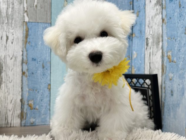 岡山県のビションフリーゼ (アミーゴ岡南店/2024年1月17日生まれ/男の子/ホワイト)の子犬