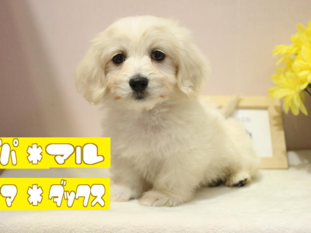 兵庫県のハーフ犬・ミックス犬 (アミーゴ魚住店/2024年3月19日生まれ/男の子/クリーム)の子犬
