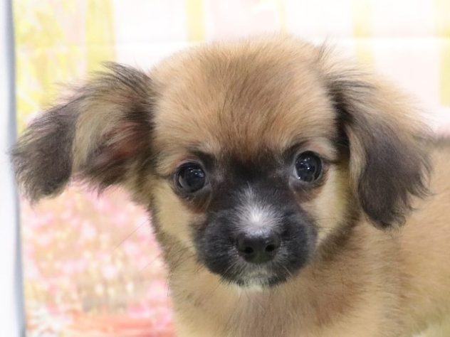 大阪府のハーフ犬・ミックス犬 (アミーゴ鳳店/2024年3月13日生まれ/女の子/レッド)の子犬