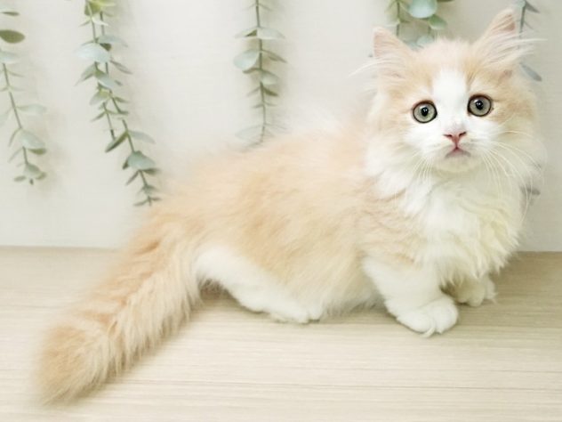 福島県のマンチカン (アミーゴ福島西店/2024年2月20日生まれ/男の子/クリームタビーホワイト)の子猫