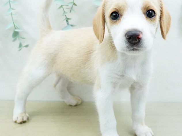 福島県のビーグル (アミーゴ福島西店/2024年3月10日生まれ/女の子/レモンホワイト)の子犬
