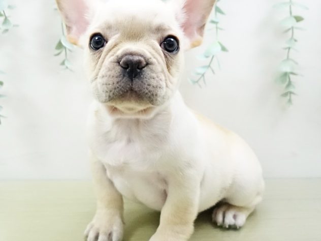 福島県のフレンチブルドッグ (アミーゴ福島西店/2024年3月9日生まれ/男の子/クリーム)の子犬
