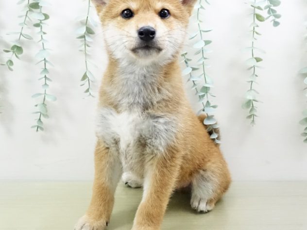 福島県の柴犬(標準サイズ) (アミーゴ福島西店/2024年3月4日生まれ/男の子/赤)の子犬