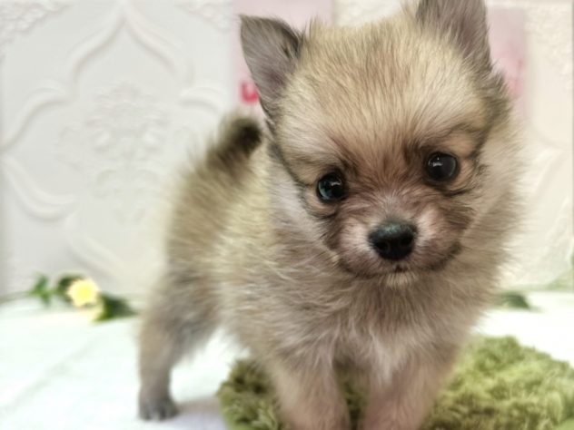 福島県のハーフ犬・ミックス犬 (アミーゴ本宮店/2024年3月16日生まれ/男の子/ウルフセーブル)の子犬