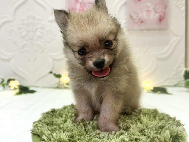 2024年3月16日生まれのハーフ犬・ミックス犬の2枚目の写真