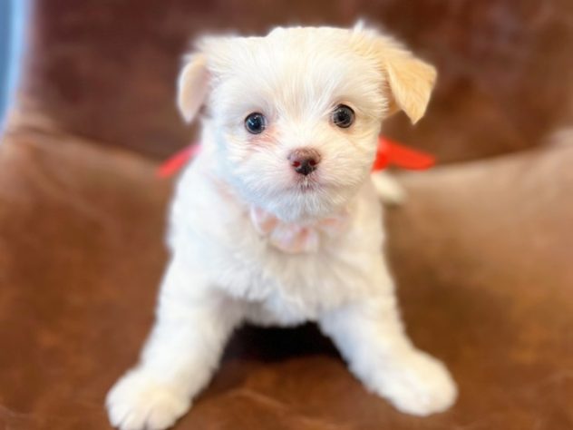 福井県のハーフ犬・ミックス犬 (アミーゴ福井店/2024年3月12日生まれ/女の子/ホワイトクリーム)の子犬